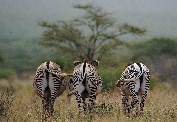 Grevy's Zebra grazing at the foot of the Mathew's Ranges at the Wesgate conservancy near Kenya's Samburu national reserve