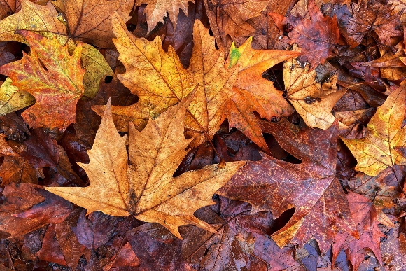 Autumn leaves are seen on the sidewalk