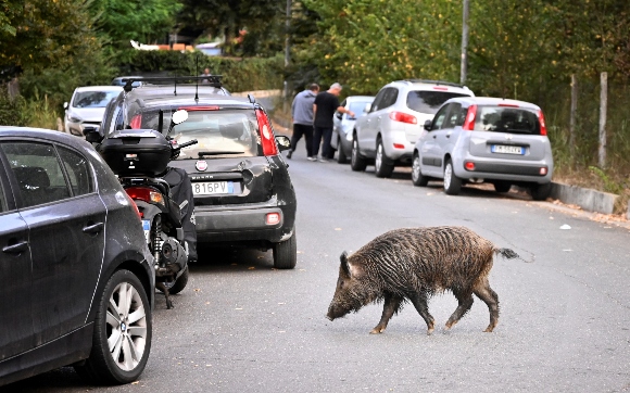 Rubbish bins have been a magnet for the families of boars