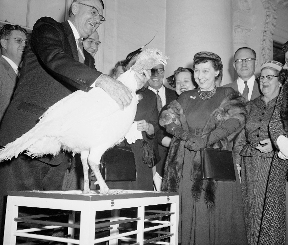 First lady Mamie Eisenhower is amused by the gobbling of a 40-pound tom turkey presented to her at the White House