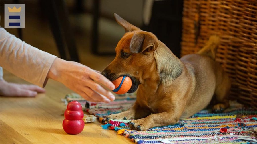 Hand gives an orange and blue ball to a dog sitting next to a red kong.