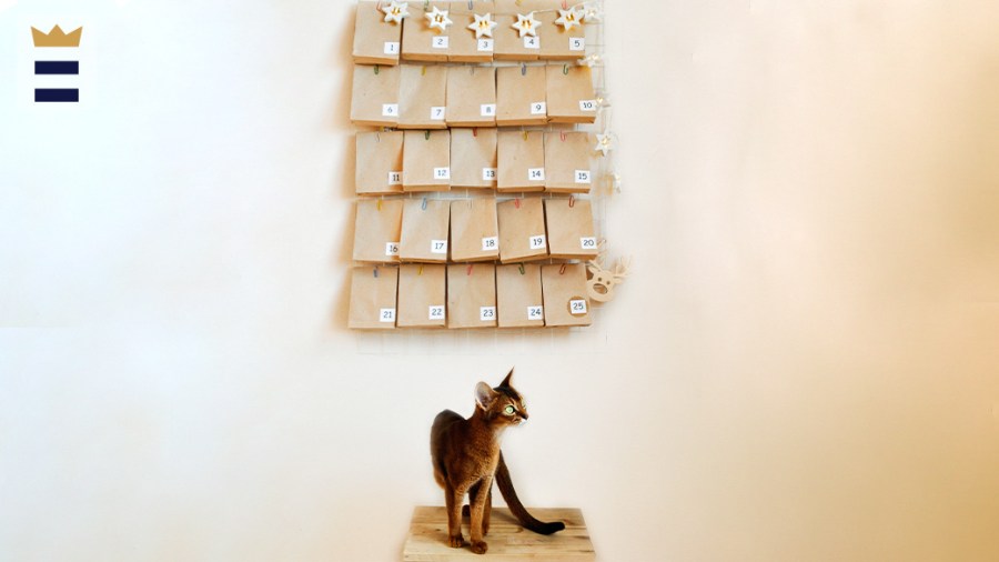 Cat stands in front of a holiday advent calendar for cats.