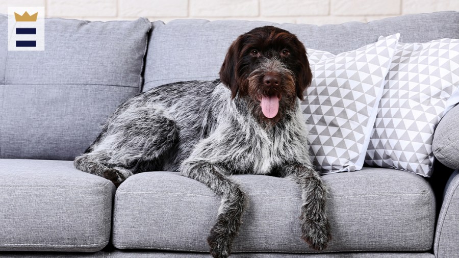 Dog sitting on a couch