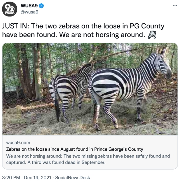 The two zebras on the loose in PG County have been found