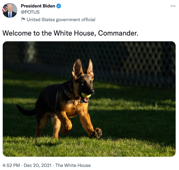 The Bidens welcome a new puppy to White House