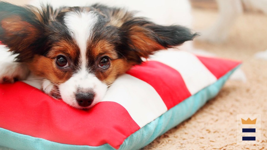 Cute small dog lying on its red and white dog pillow