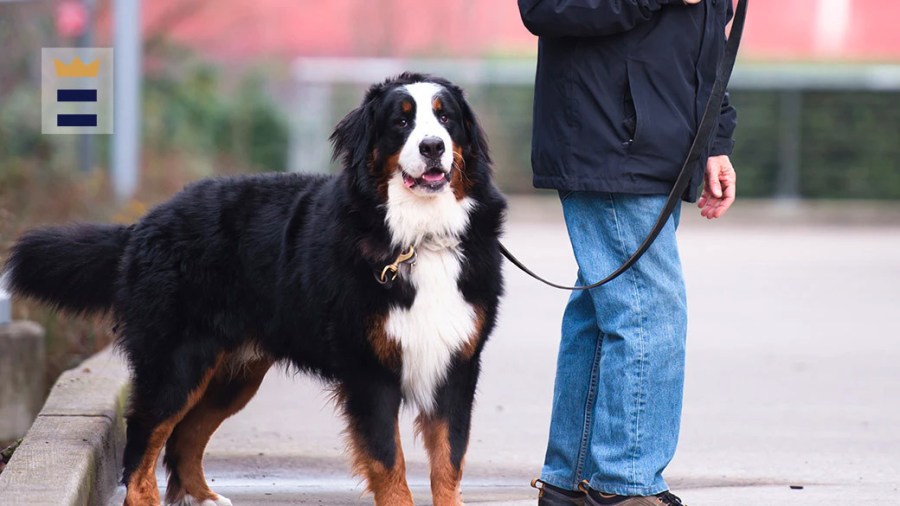 Person walking their dog which is wearing a smart pet collar