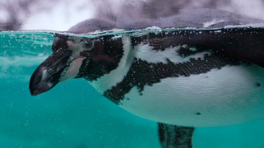 Humboldt, penguin, zoo, lima