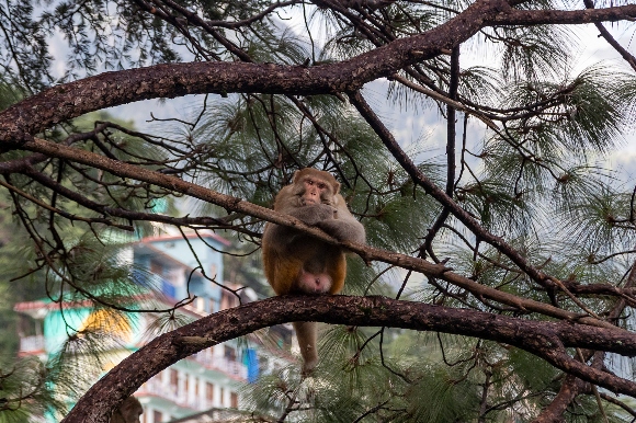 A macaque sits on a pine tree in Dharmsala, India