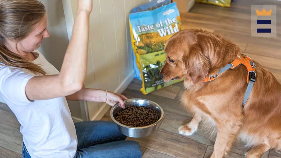 Woman feeding dry dog food to a Golden Retriever