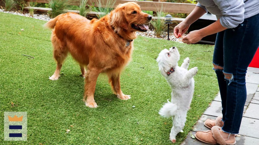 Person training a Golden Retriever and a white Maltese using treats as an incentive