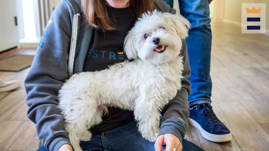 Cute fluffy white dog sitting on a woman's lap