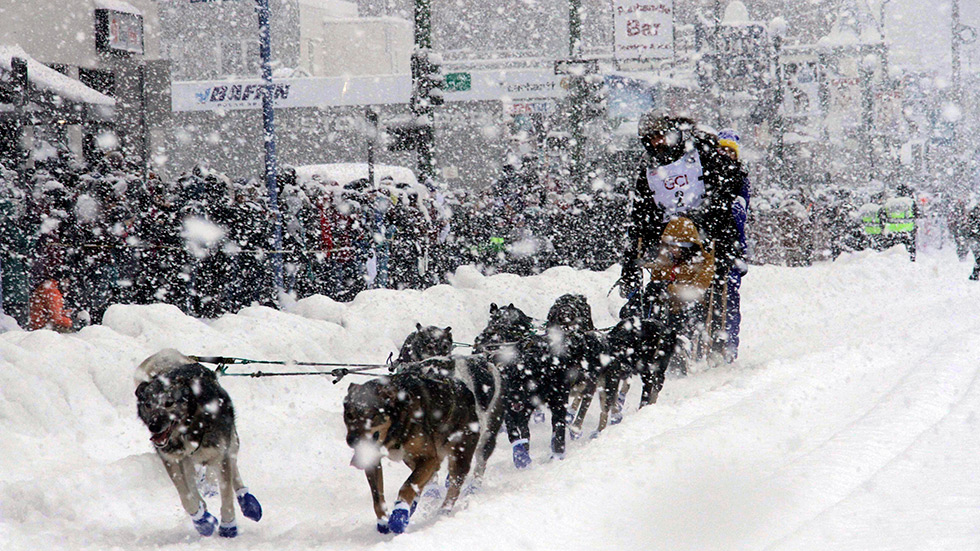 Dogs pull a sled in snow