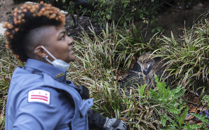 A captured fox is seen behind Officer Peterson