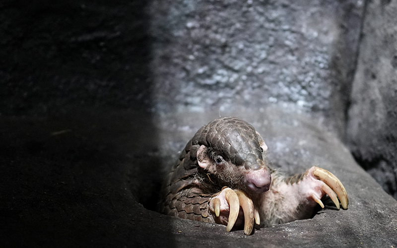 A pangolin climbs out of a sunlit hole