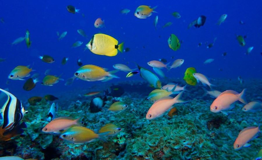 fish swimming near coral reef.