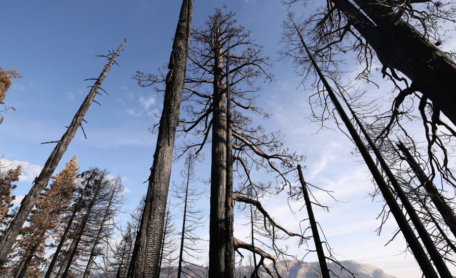 burned sequoia trees.