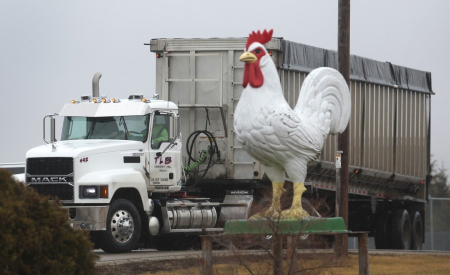 Eighteen wheeler truck in background and large statue chicken in foreground