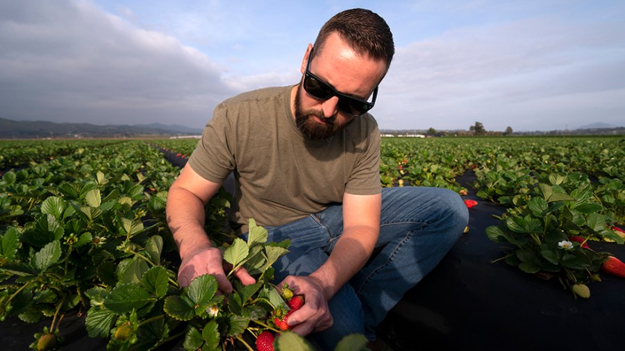 A farmer examines strawberries