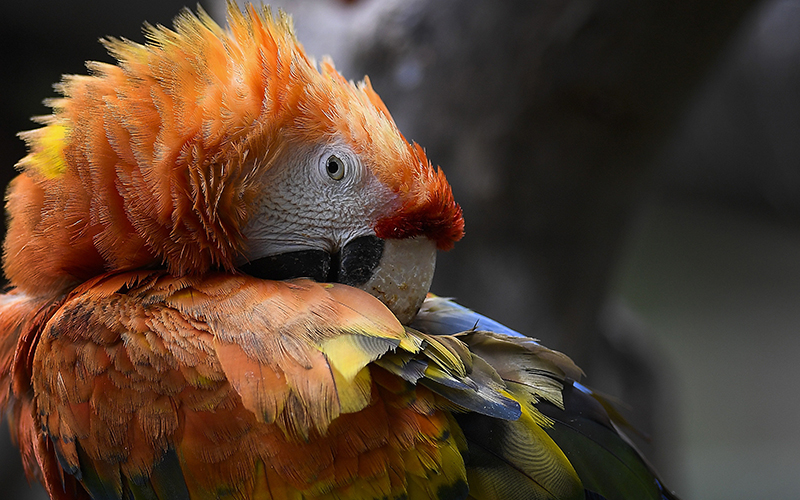 Close-up of a scarlet macaw resting