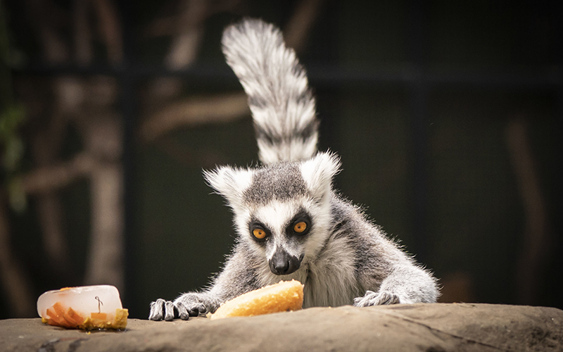 A ring-tailed lemur gazes down at an “ice lollypop”