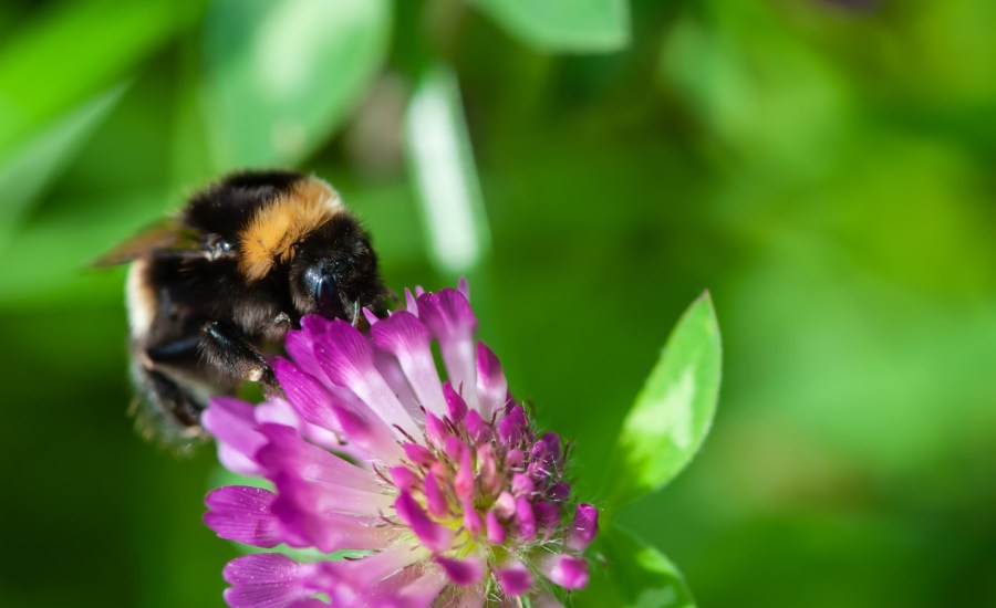 Bee on flower.