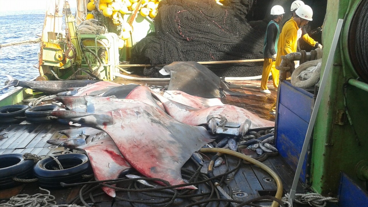 dead devil rays piled on deck of a ship with workers standing nearby