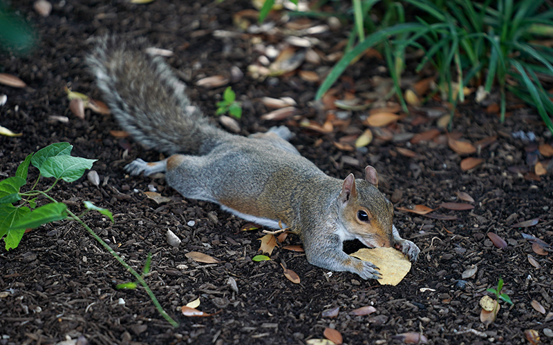 A squirrel eats a chip