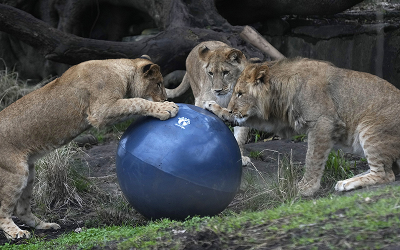 A male African lion cub and one of his sisters play with a ball