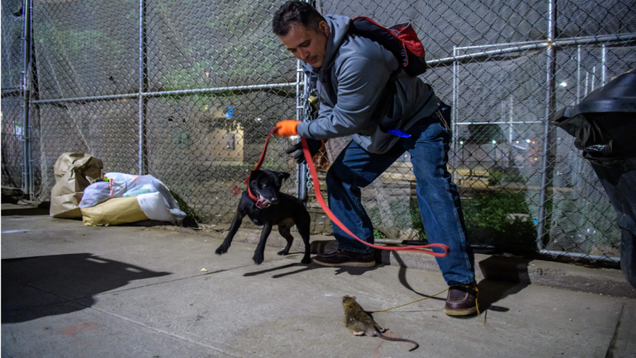 Jason Rivera of 'The Ryder's Alley Trencher-fed Society (R.A.T.S.)' and his dog attempt to catch a rat in lower Manhattan on May 14, 2021 in New York City.