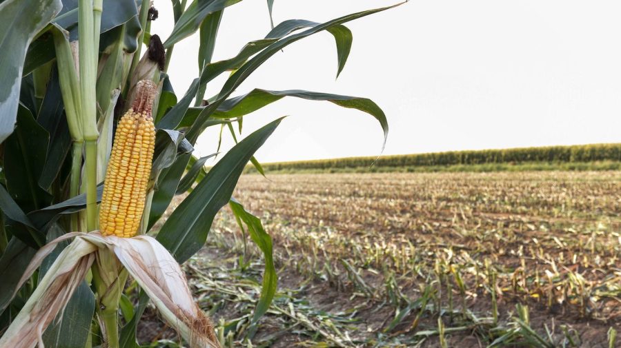 Corn waits to be harvested on land leased by Tempe Farming Co.