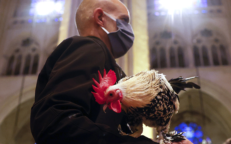 A rooster is held at the blessing of the animals service