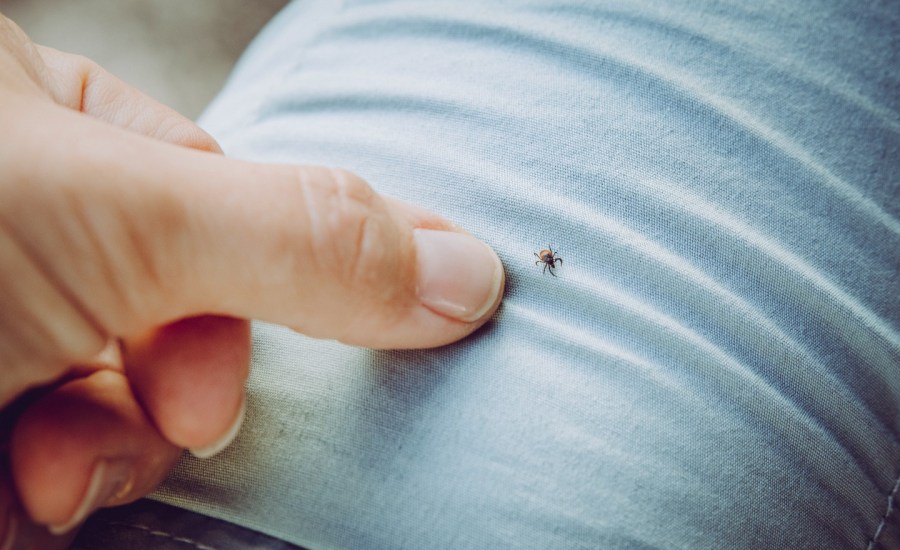 tick on clothing, thumb next to it