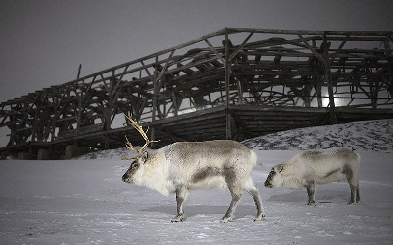 Reindeer