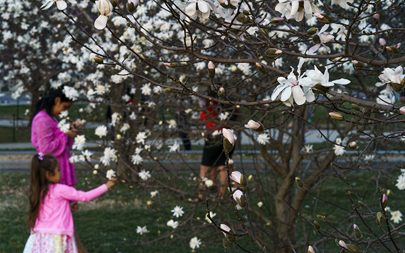 Cherry Blossoms near the Washington Monument in Washington, D.C., are seen blooming