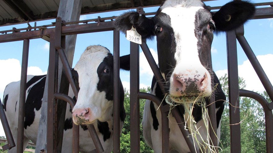 Two cows on a farm eat hay.