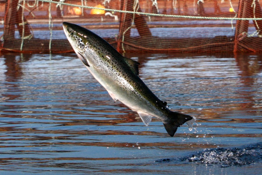 FILE - An Atlantic salmon leaps out of the water at a Cooke Aquaculture farm pen on Oct. 11, 2008, near Eastport, Maine. A New Hampshire group wants to be the first to bring offshore fish farming to the waters off New England by raising salmon and trout in open-ocean pens miles from land, but critics fear the plan raises environmental concerns. Blue Water Fisheries wants to place 40 submersible fish pens on two sites totaling nearly a square mile about 7.5 miles off Newburyport, Massachusetts, according to federal documents from June 2022. (AP Photo/Robert F. Bukaty, File)