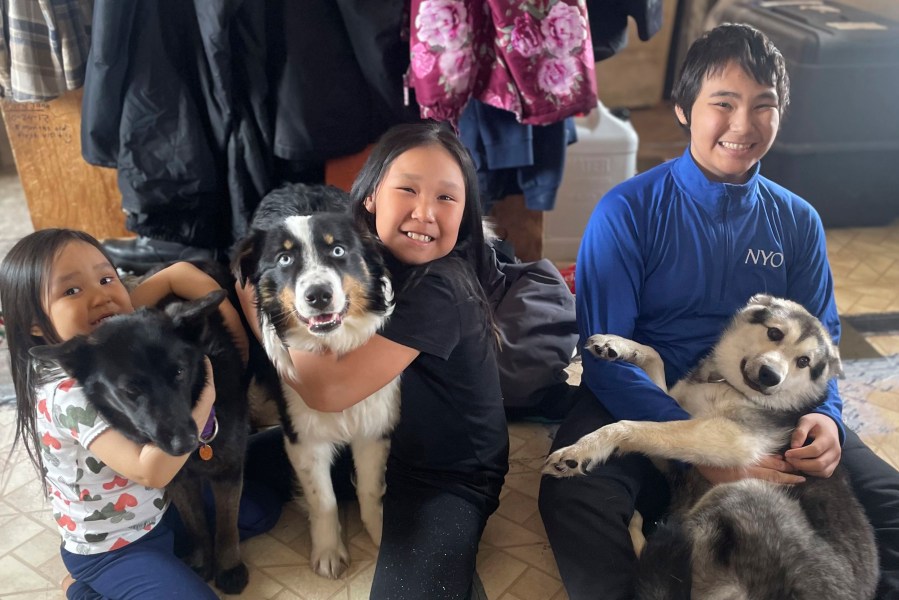 In this photo provided by Mandy Iworrigan is Nanuq, in the middle with Brooklyn Faith, after the 1-year-old Australian shepherd was returned to Gambell, Alaska, on April 6, 2023, after it disappeared for a month and walked on the Bering Sea ice 150 miles to Wales, Alaska. On the left is Zoey with Starlight and on the right is Ty with Kujo. (Mandy Iworrigan via AP)