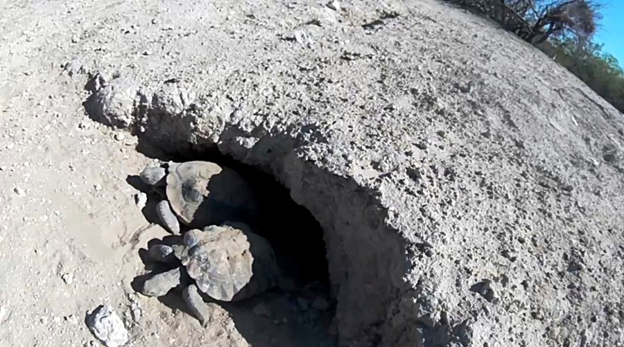 In this image provided by the Clark County Desert Conservation Program taken from a video monitor, Mojave Max, top, and another desert tortoise emerge from their burrow, Monday, April 24, 2023, at the Desert Preserve in Las Vegas. Officials in Nevada say the emergence was the latest since 2000 for the critter compared locally with Punxsutawney Phil in Pennsylvania. Biologists in Las Vegas think a wet and cold winter kept the soil temperature cool at the tortoise's burrow longer this year. (Clark County Desert Conservation Program via AP)