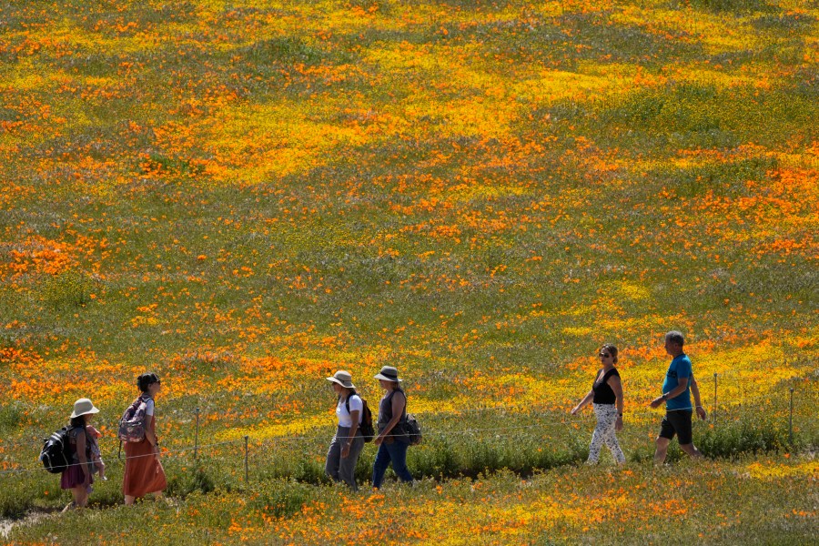 Visitors walk on a pathway amid fields of blooming flowers at the Antelope Valley California Poppy Reserve