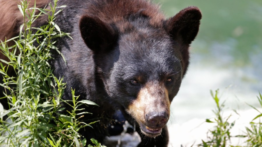 File - A black bear is seen at the Maine Willdlife Park in New Gloucester, Maine.