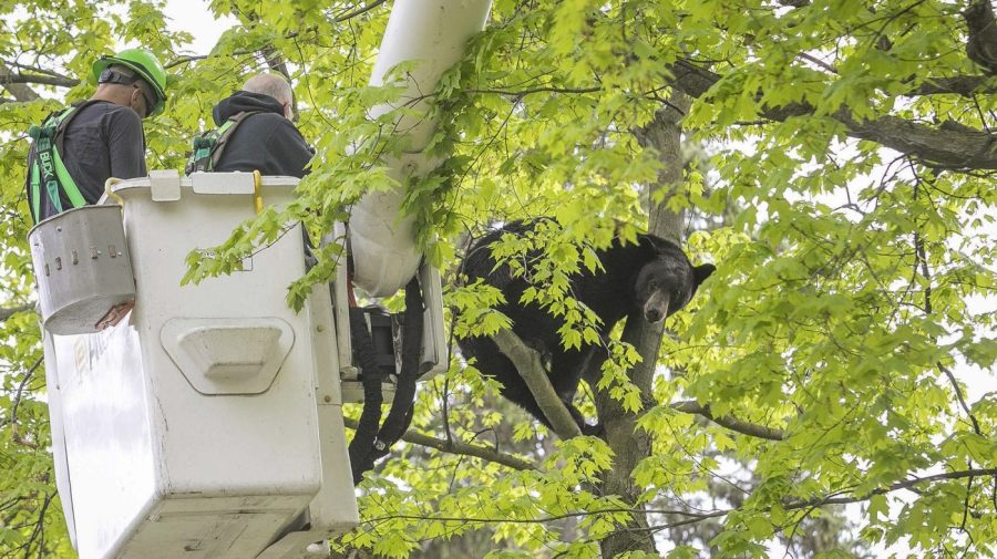 Michigan Department of Natural Resources Wildlife Biologist Steve Griffith prepares to fire a tranquilizer dart into a black bear in a tree outside of a home, Sunday, May 14, 2023 in Traverse City, Mich. Representatives from the Michigan Department of Natural Resources, DNR Conservation Officers, Traverse City Police, Traverse City Fire and Traverse City Light and Power were able to remove the bear after several tranquilizer darts with plans to relocate it. (Jan-Michael Stump/Traverse City Record-Eagle via AP)