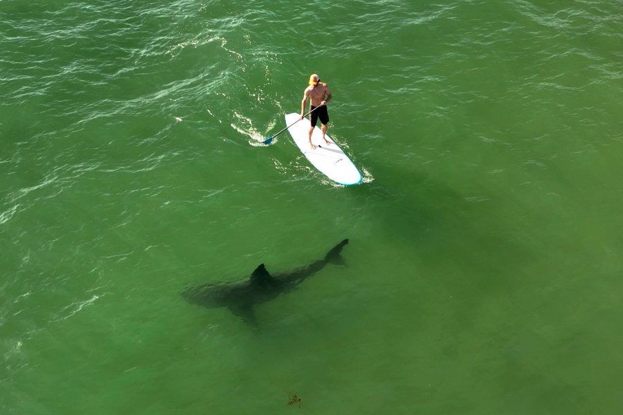 This drone image released by researchers with the Shark Lab at Cal State Long Beach, shows a juvenile white shark swimming next to a standing man on a long board along the Southern California coastline, April 28, 2022. Researchers at CSULB Shark Lab, used drones to study juvenile white sharks and how close they swim to humans in the water. There were no reported shark bites in any of the 26 beaches surveyed between January 2019 and March 2021. (Carlos Gauna/CSULB Shark Lab via AP)