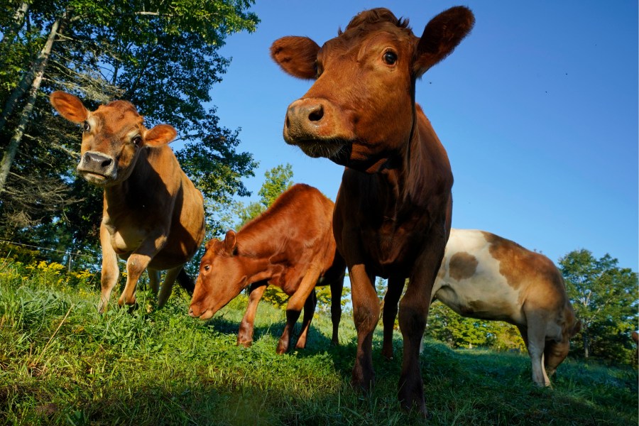 FILE - Cows graze in a field at a farm, Aug. 17, 2021, in Penobscot, Maine. The USDA trying to strengthen its system for animal-raising claims such as "pasture raised" and "grass fed". (AP Photo/Robert F. Bukaty, File)