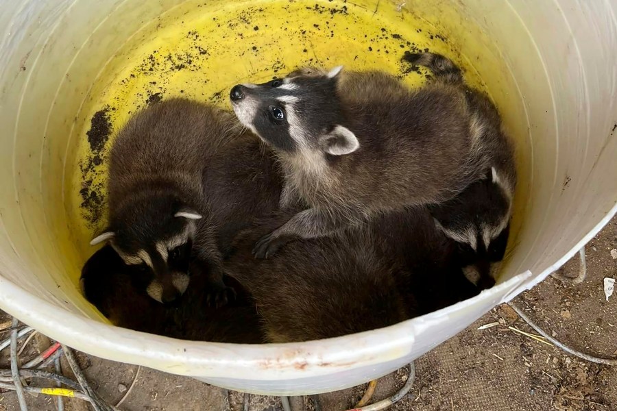 This photo provided by Morgan County (UT) Fire & EMS shows an abandoned litter of baby raccoons that found at a construction site in northern Utah by a demolition crew on Wednesday, June 14, 2023. The Morgan County Fire Department in northern Utah said the crew called after hearing eight baby raccoons chirping beneath the rubble at their site and brought them to the fire station on Wednesday until they could find new homes. (Morgan County (UT) Fire & EMS via AP)