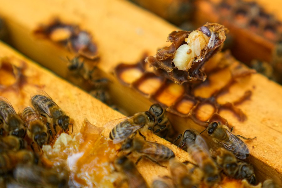 Parasitic mite Varroa is visible on a dead bee in a hive, Wednesday, June 21, 2023, in College Park, Md. A new survey says America's honeybee hives just staggered through the second highest death rate on record. The mites are a major factor why bee deaths are on the rise. (AP Photo/Julio Cortez)