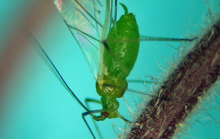 In this photo provided by Andrew Jensen, an aphid feeds on a native flowering plant called "prairie smoke" (Geum triflorum) in Idaho near Slate Creek in the Nez-Perce National Forest on May 25, 2013. The species name is Macrosiphum euphorbiae, also known as "potato aphid," which is native to the U.S. and Canada. As if the smoke and haze sweeping in from fires in Canada weren't enough, some parts of New York City are swarming with aphids. (Andrew Jensen via AP)