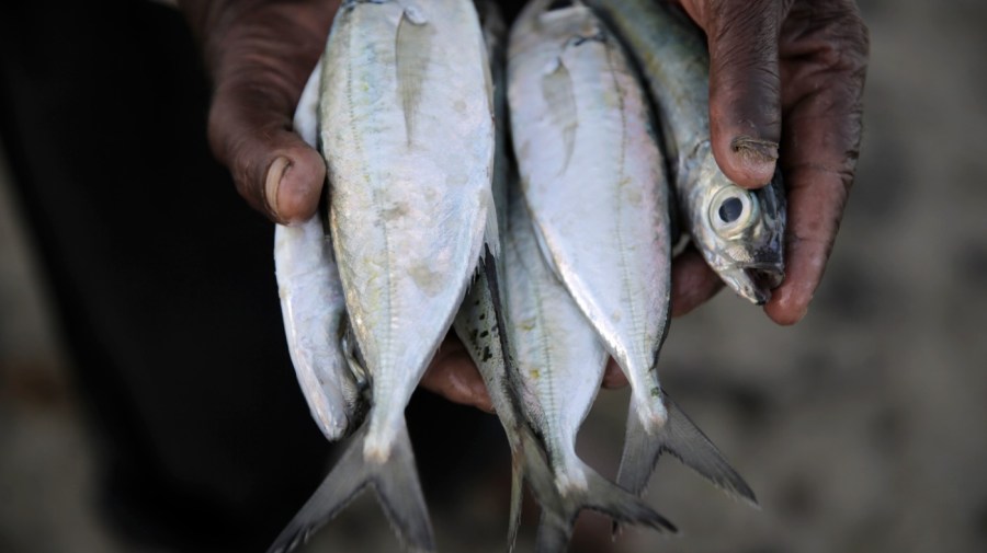 A fisherman holds his rabbit fish catch at Shimoni port in Kwale County, Kenya, on Saturday, June 11, 2022. Artisanal fisheries on Kenya's coast say climate change, overfishing by large foreign vessels and a lack of other job opportunities for coastal communities is draining the Indian Ocean of its yellowfin tuna stocks. (AP Photo/Brian Inganga)