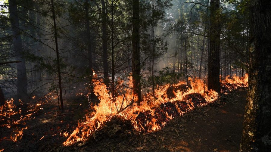 A prescribed fire burns during a wildland firefighter training Friday, June 9, 2023, in Hazel Green, Ala. A partnership between the U.S. Forest Service and four historically Black colleges and universities is opening the eyes of students of color who had never pictured themselves as fighting forest fires. (AP Photo/George Walker IV)