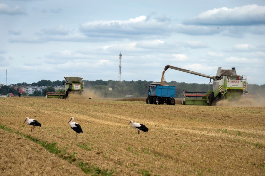 FILE - Storks walk in front of harvesters in a wheat field in the village of Zghurivka, Ukraine, on Aug. 9, 2022. Russia said Monday July 17, 2023 it has halted an unprecedented wartime deal that allows grain to flow from Ukraine to countries in Africa, the Middle East and Asia where hunger is a growing threat and high food prices have pushed more people into poverty. (AP Photo/Efrem Lukatsky, File)